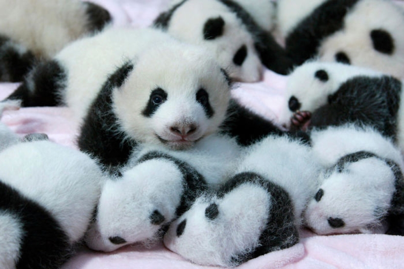 El jardín de infantes para pandas es el lugar más dulce del mundo