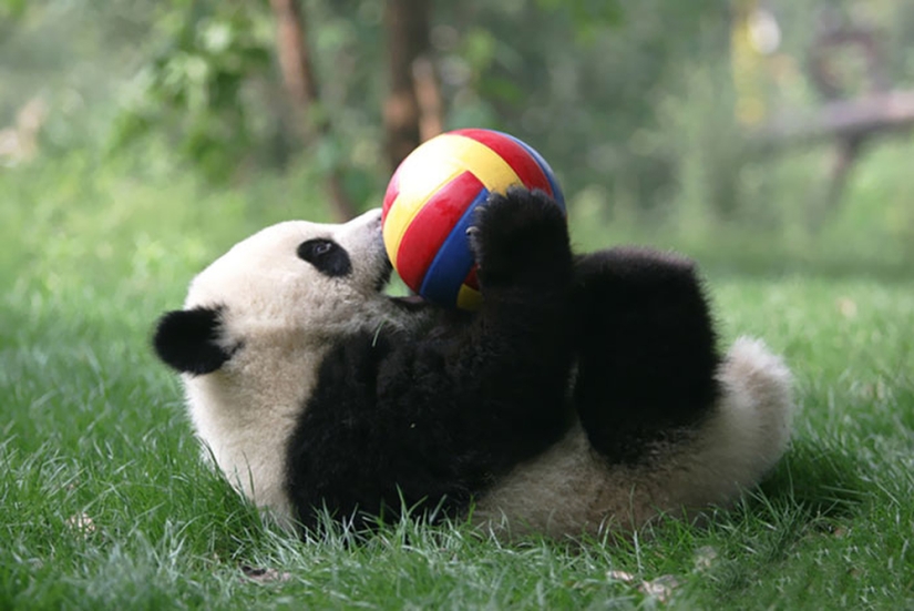 El jardín de infantes para pandas es el lugar más dulce del mundo