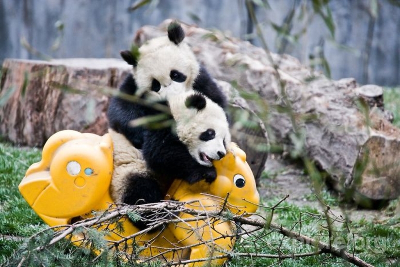 El jardín de infantes para pandas es el lugar más dulce del mundo