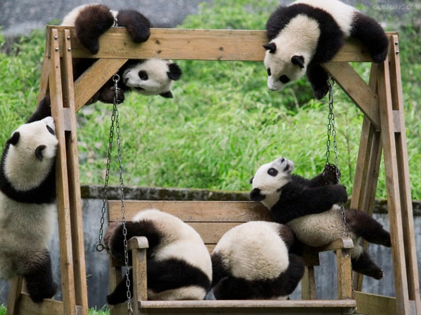 El jardín de infantes para pandas es el lugar más dulce del mundo