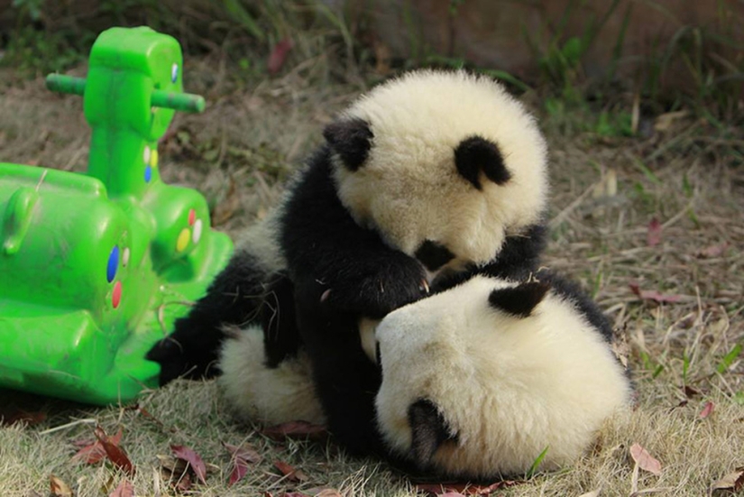 El jardín de infantes para pandas es el lugar más dulce del mundo