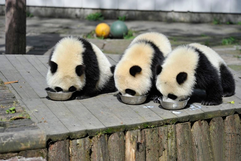 El jardín de infantes para pandas es el lugar más dulce del mundo