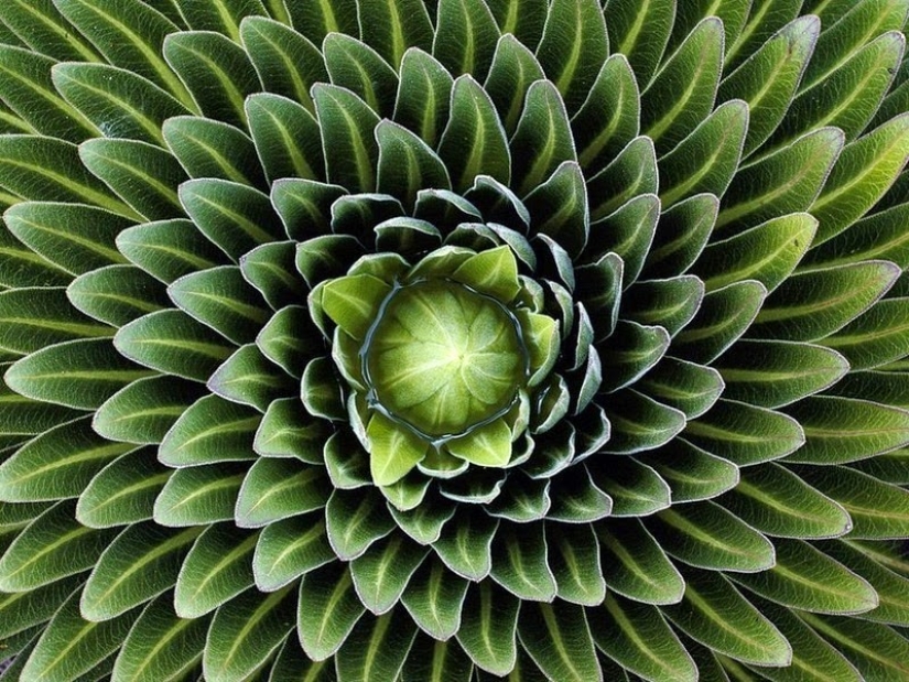 El jardín del Edén del perfeccionista: geometría vegetal