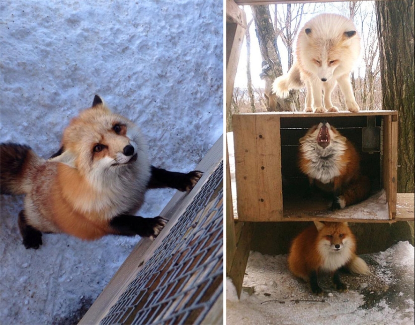 El lugar más mimético de la tierra es el pueblo japonés de zorros