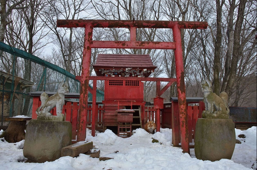 El lugar más mimético de la tierra es el pueblo japonés de zorros