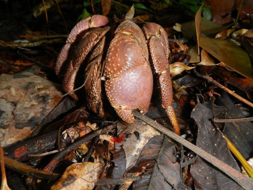 El mayor representante de los artrópodos es el cangrejo de los cocoteros o el ladrón de palmeras.