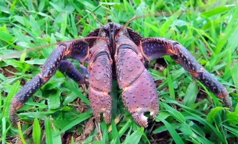 El mayor representante de los artrópodos es el cangrejo de los cocoteros o el ladrón de palmeras.