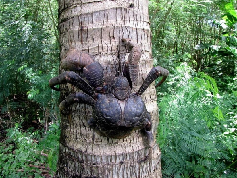 El mayor representante de los artrópodos es el cangrejo de los cocoteros o el ladrón de palmeras.