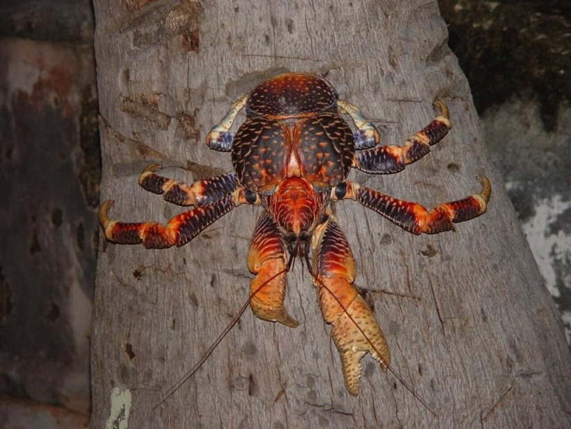 El mayor representante de los artrópodos es el cangrejo de los cocoteros o el ladrón de palmeras.