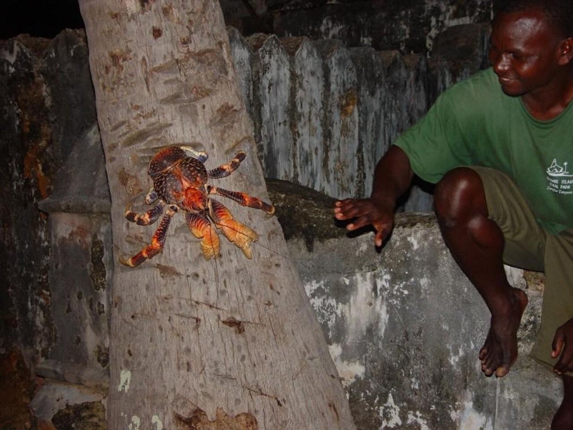 El mayor representante de los artrópodos es el cangrejo de los cocoteros o el ladrón de palmeras.