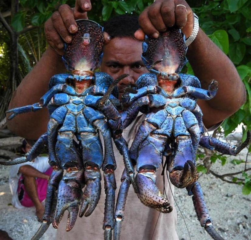 El mayor representante de los artrópodos es el cangrejo de los cocoteros o el ladrón de palmeras.