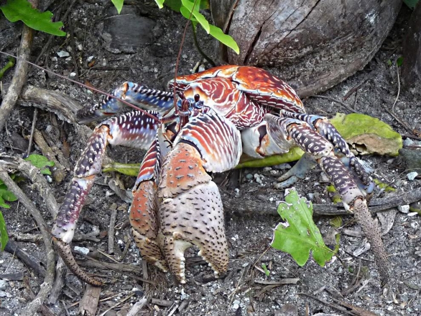 El mayor representante de los artrópodos es el cangrejo de los cocoteros o el ladrón de palmeras.