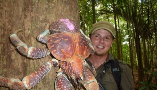 El mayor representante de los artrópodos es el cangrejo de los cocoteros o el ladrón de palmeras.