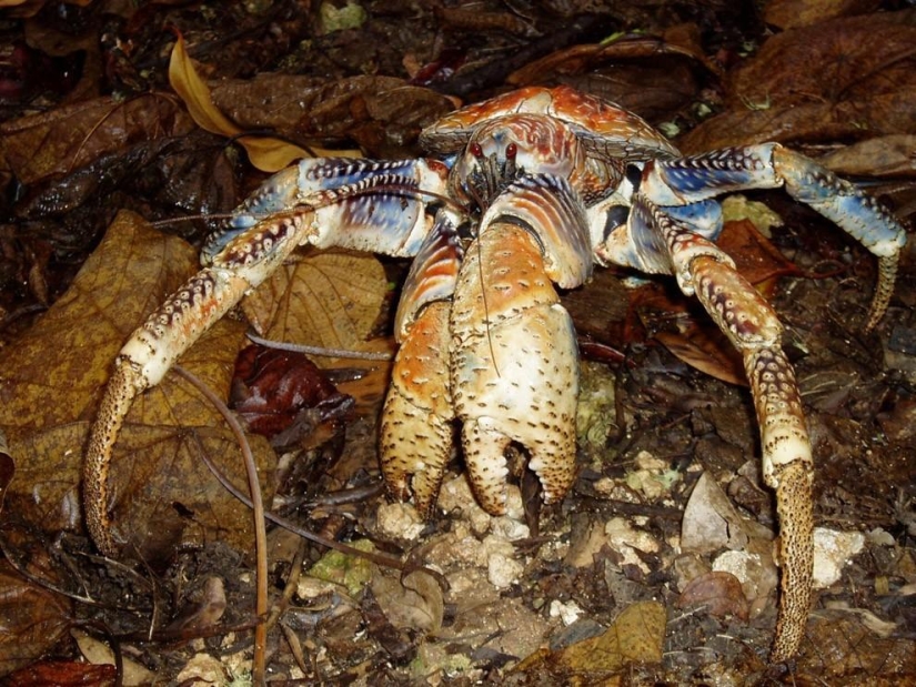 El mayor representante de los artrópodos es el cangrejo de los cocoteros o el ladrón de palmeras.