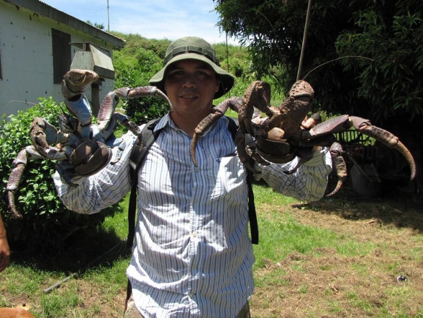 El mayor representante de los artrópodos es el cangrejo de los cocoteros o el ladrón de palmeras.