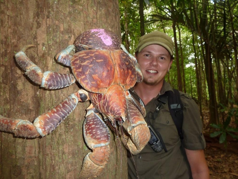 El mayor representante de los artrópodos es el cangrejo de los cocoteros o el ladrón de palmeras.