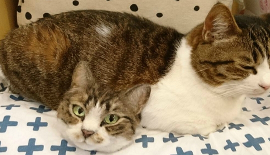 El misterio del gato de dos cabezas y otras maravillas de la artesana japonesa