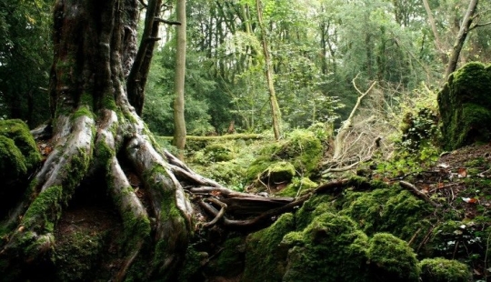 El misterioso bosque de Puzzlewood, que inspiró al propio Tolkien