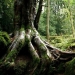 El misterioso bosque de Puzzlewood, que inspiró al propio Tolkien