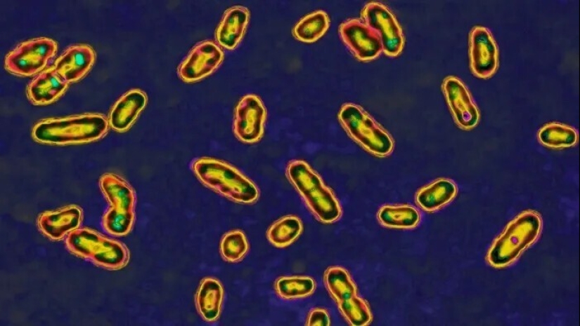 El más famoso de la epidemia en la historia de la humanidad: ¿cómo funciona?