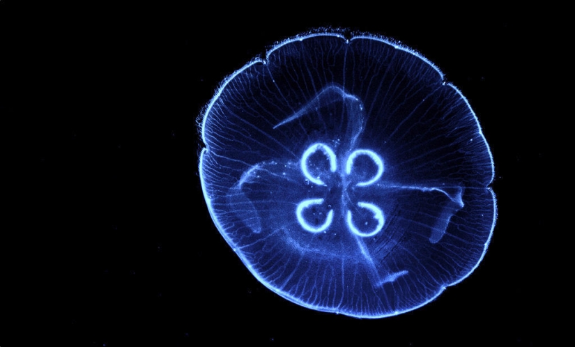 El más hermoso y colorido de las medusas