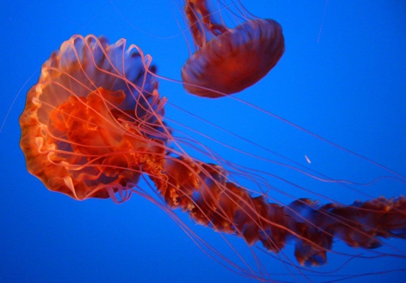 El más hermoso y colorido de las medusas