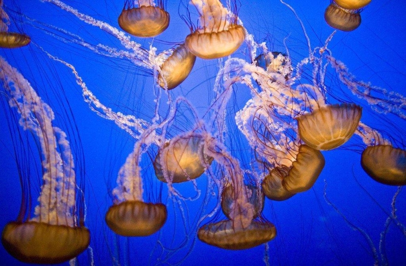 El más hermoso y colorido de las medusas