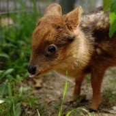 El mundo de mimic babies: quién es pudu y a qué se enfrenta con un codecode