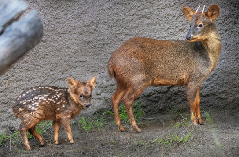 El mundo de mimic babies: quién es pudu y a qué se enfrenta con un codecode