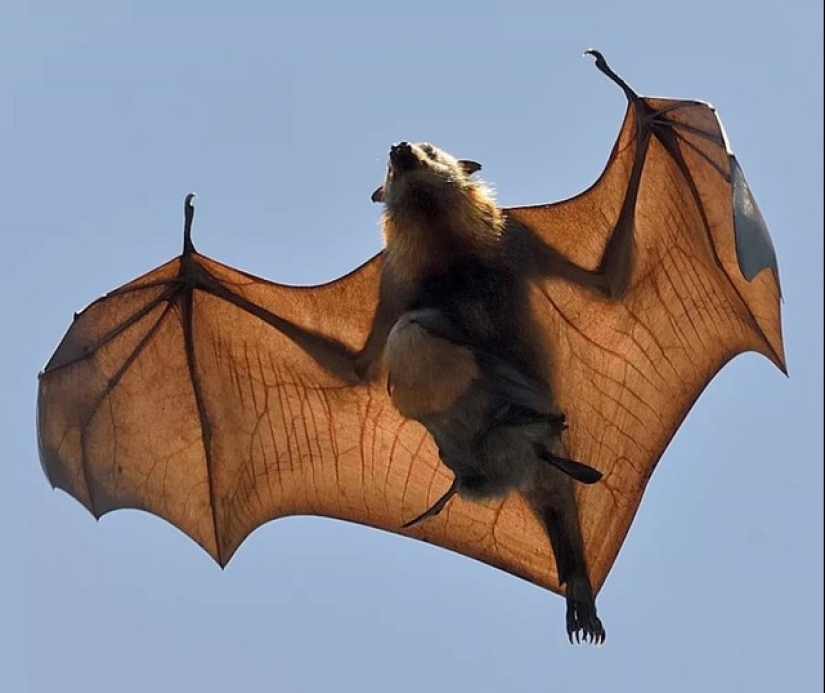 El murciélago frugívoro tiburón martillo es un extraño murciélago con cara de perro.