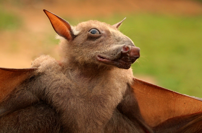 El murciélago frugívoro tiburón martillo es un extraño murciélago con cara de perro.