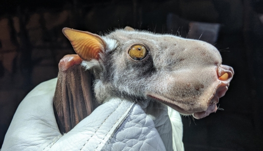 El murciélago frugívoro tiburón martillo es un extraño murciélago con cara de perro.