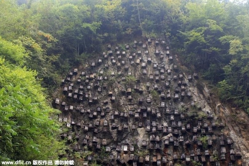 El único muro de colmenas es el único santuario de abejas silvestres en China