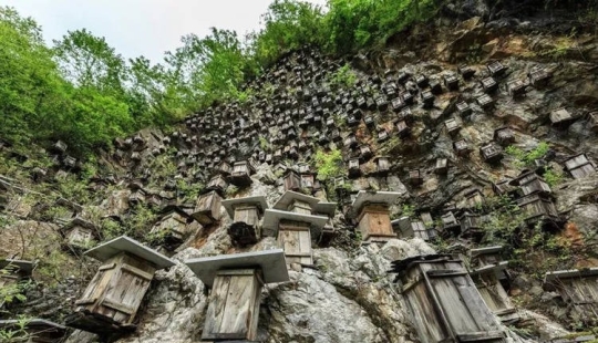 El único muro de colmenas es el único santuario de abejas silvestres en China