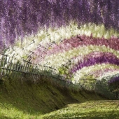 El parque de las flores Ashikaga