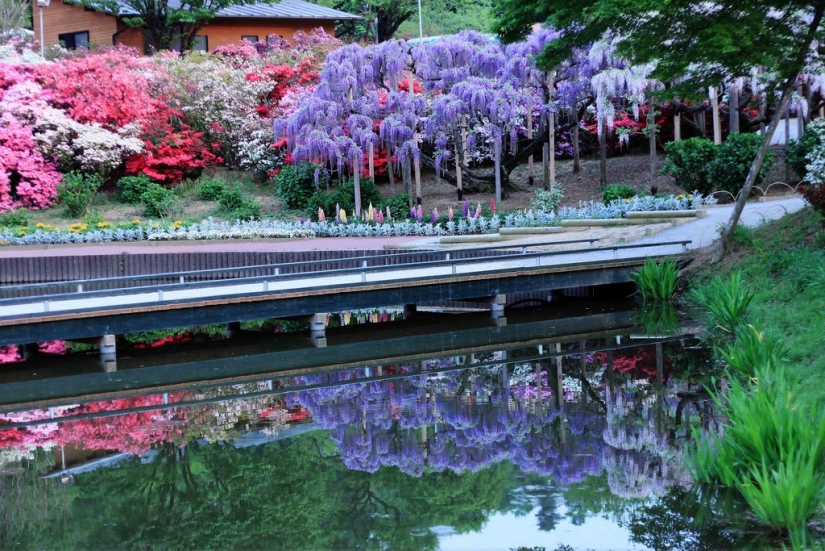 El parque de las flores Ashikaga