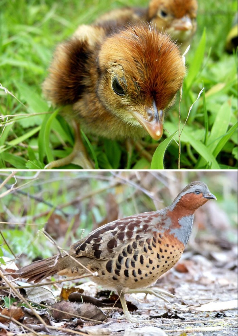 El Patito Feo y sus 40 amigos: cómo se ven los polluelos de pájaros famosos (y no tan famosos)