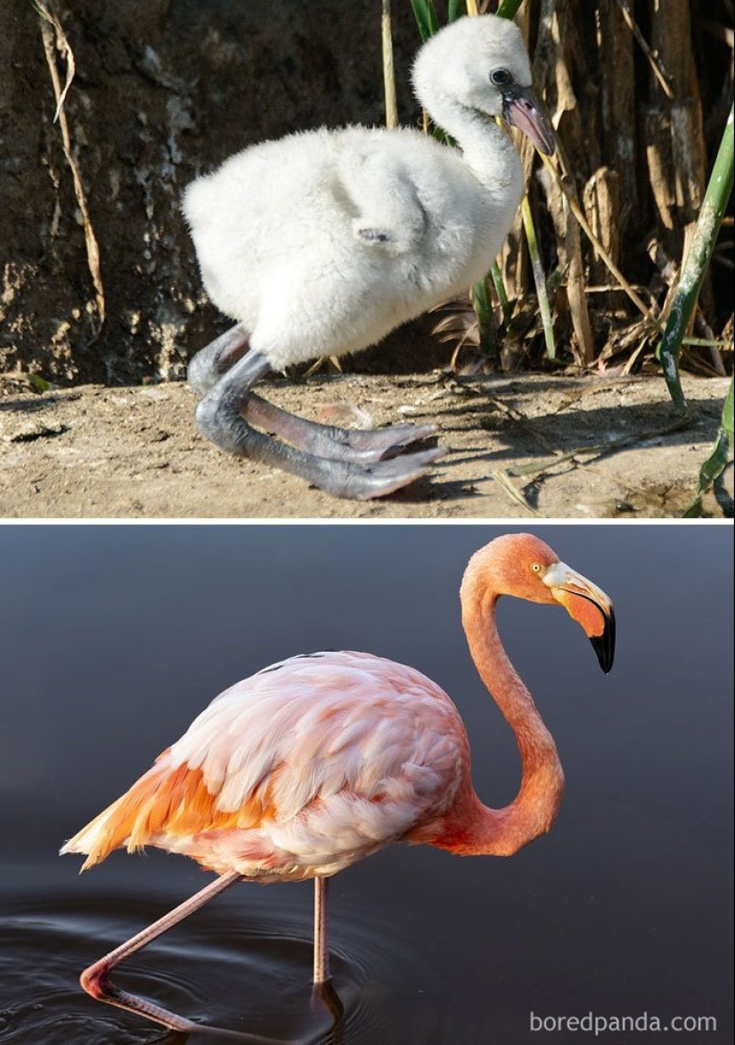 El Patito Feo y sus 40 amigos: cómo se ven los polluelos de pájaros famosos (y no tan famosos)