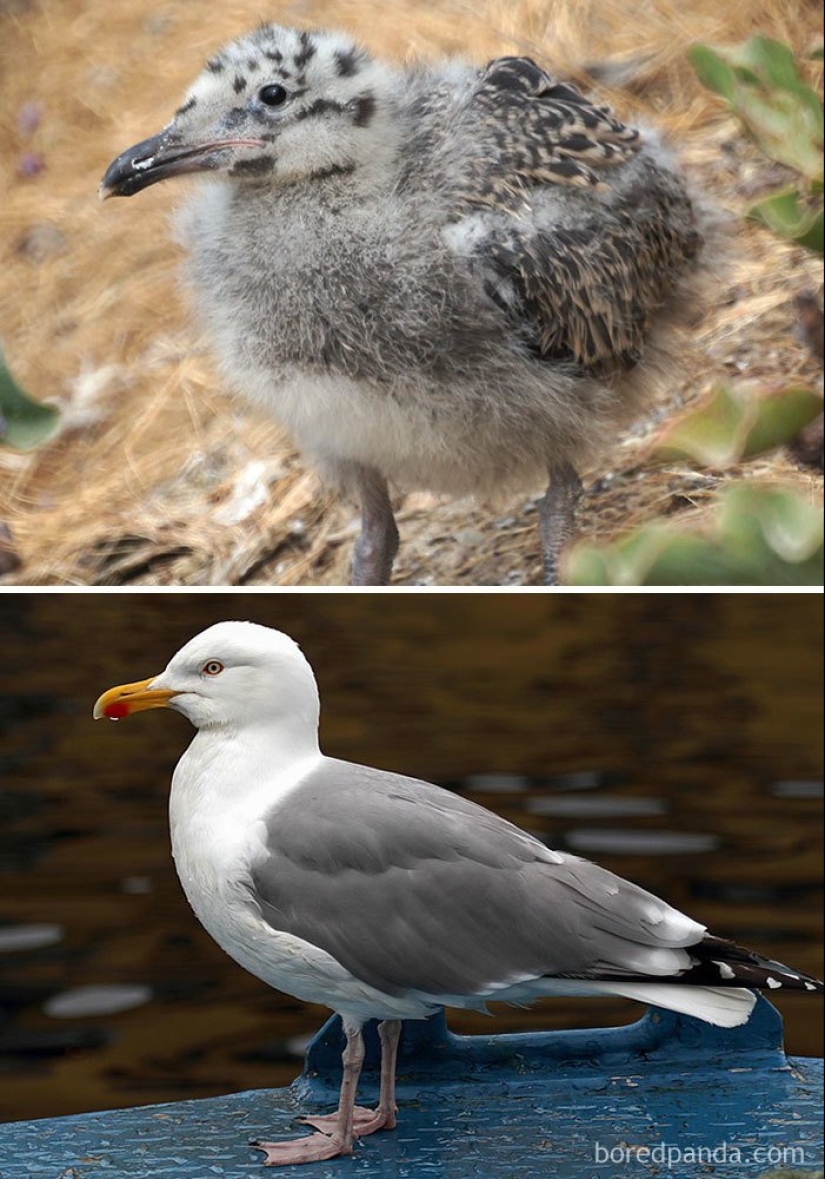 El Patito Feo y sus 40 amigos: cómo se ven los polluelos de pájaros famosos (y no tan famosos)