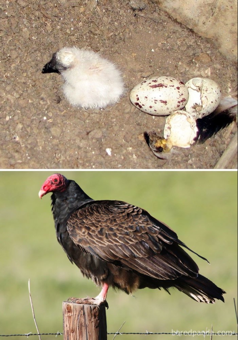 El Patito Feo y sus 40 amigos: cómo se ven los polluelos de pájaros famosos (y no tan famosos)