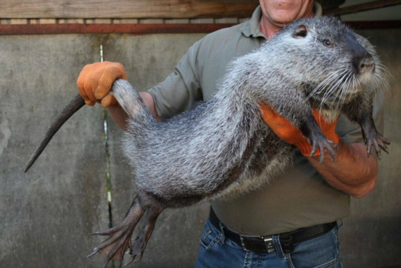 El &quot;Ratón Terrible&quot; de Pacarana es un animal raro y cariñoso de América del Sur.