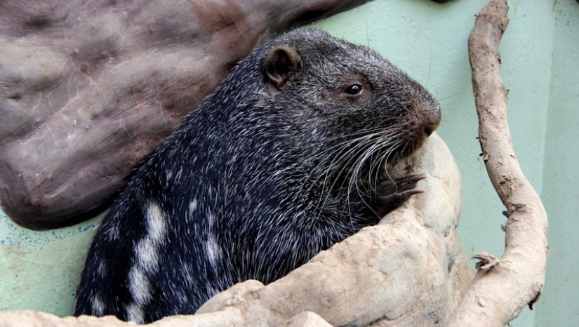 El &quot;Ratón Terrible&quot; de Pacarana es un animal raro y cariñoso de América del Sur.