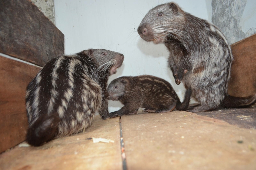 El &quot;Ratón Terrible&quot; de Pacarana es un animal raro y cariñoso de América del Sur.