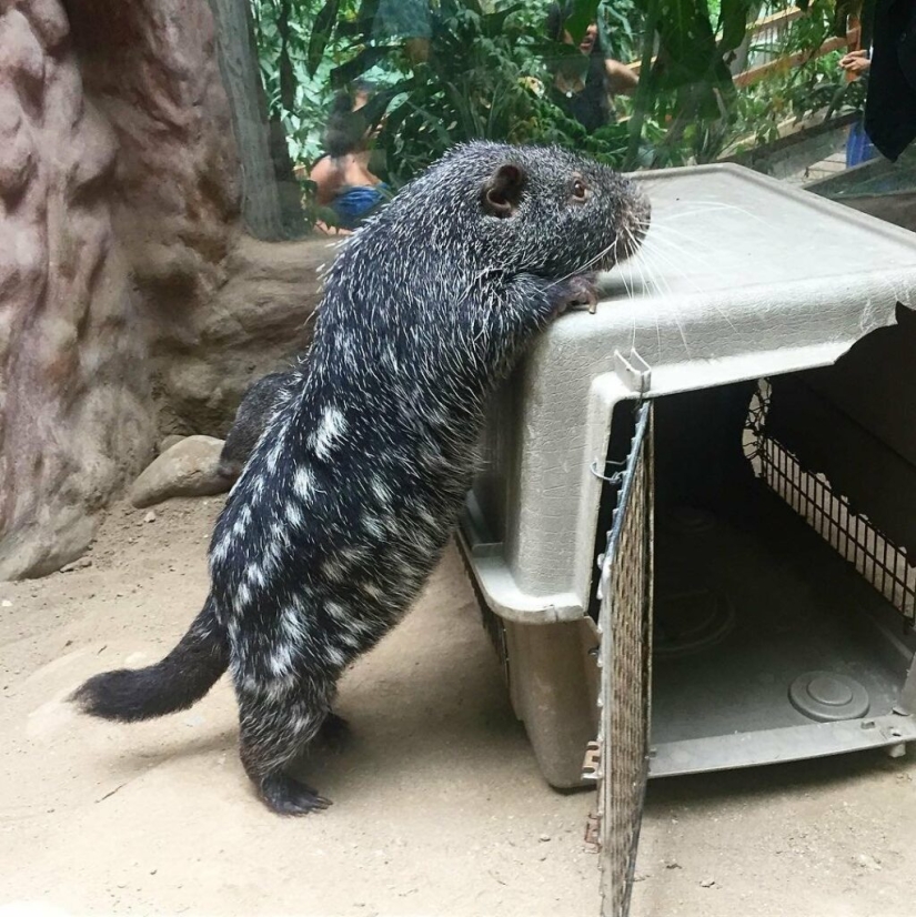 El &quot;Ratón Terrible&quot; de Pacarana es un animal raro y cariñoso de América del Sur.