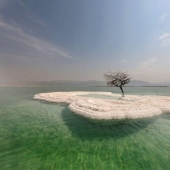 El Árbol de la Vida: el secreto de una planta solitaria en medio del Mar Muerto