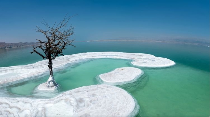 El Árbol de la Vida: el secreto de una planta solitaria en medio del Mar Muerto