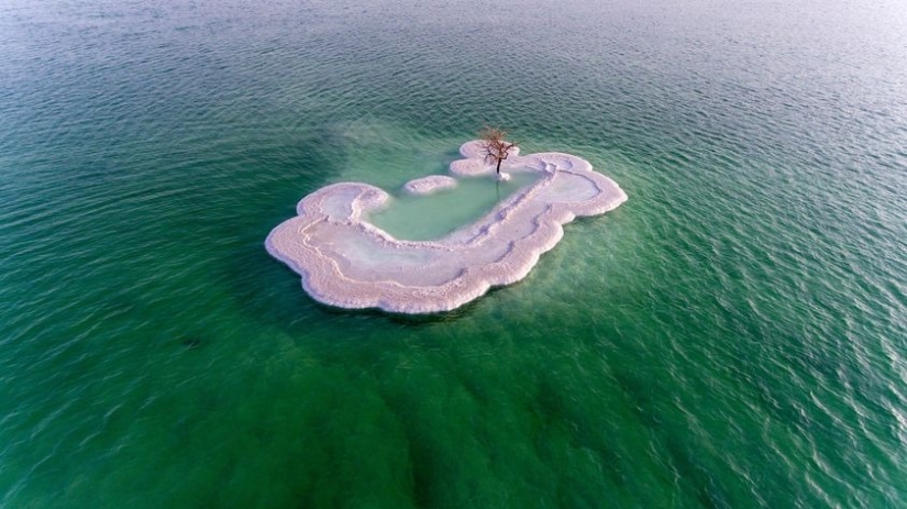 El Árbol de la Vida: el secreto de una planta solitaria en medio del Mar Muerto