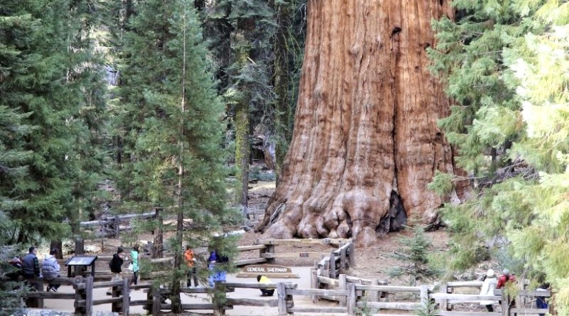 El árbol General Sherman es el organismo vivo más grande del planeta