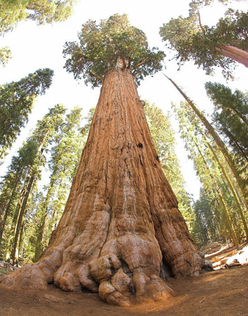 El árbol General Sherman es el organismo vivo más grande del planeta