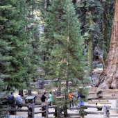 El árbol General Sherman es el organismo vivo más grande del planeta